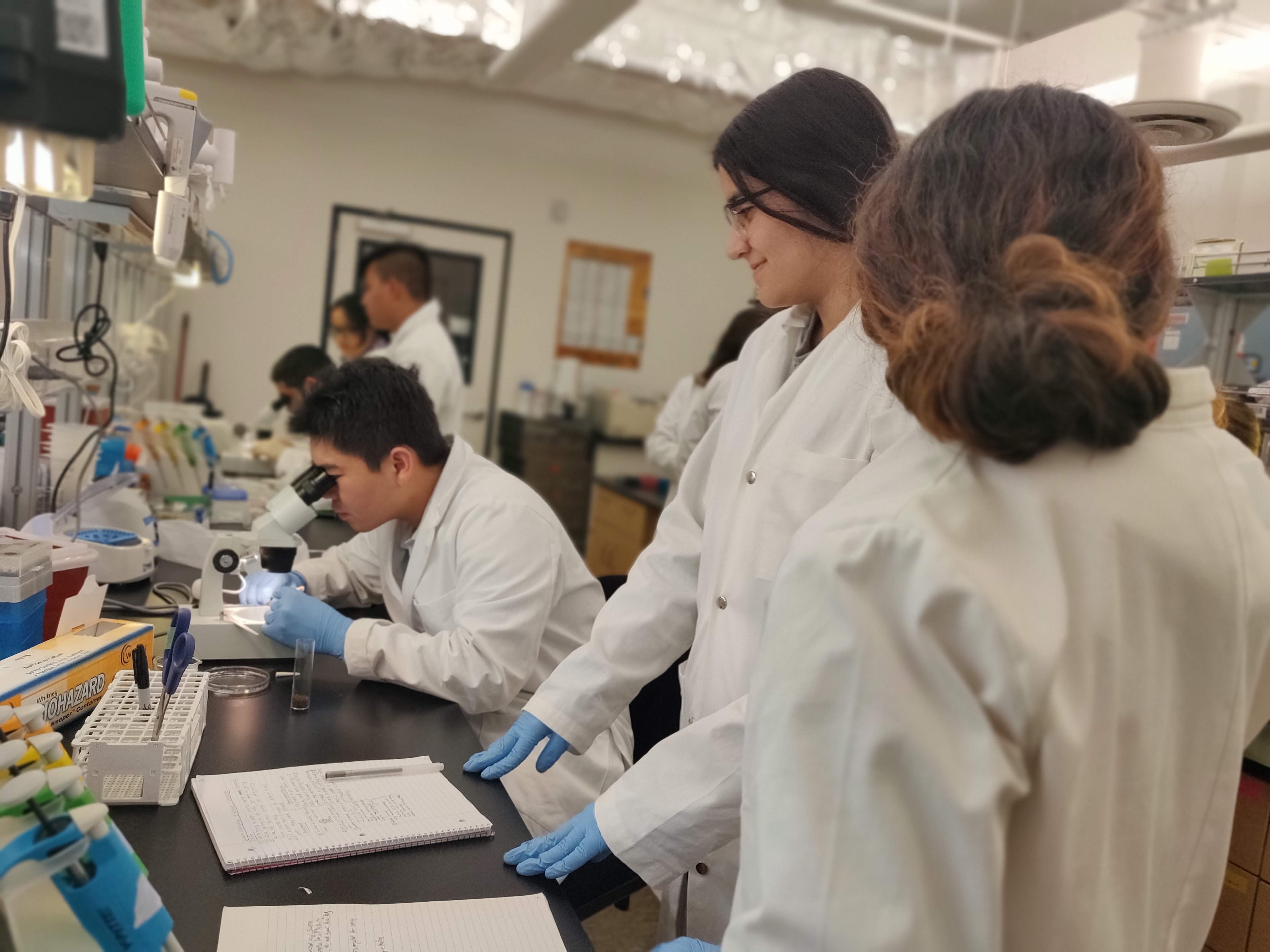 Students in the Boz Institute&#039;s research immersion course dissect fly brains